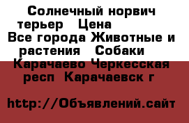 Солнечный норвич терьер › Цена ­ 35 000 - Все города Животные и растения » Собаки   . Карачаево-Черкесская респ.,Карачаевск г.